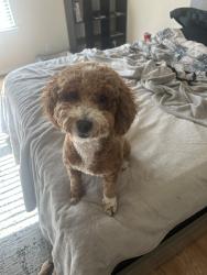 Reunited Female Dog last seen Near by dollar general, Houston, TX 77090