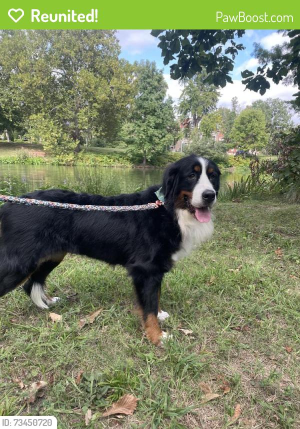 Reunited Female Dog last seen Lagoon drive, Union, Forest park, St. Louis, MO 63108