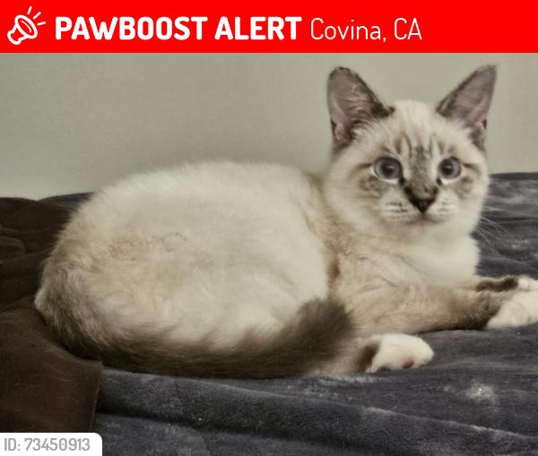 Lost Male Cat last seen Arrow Highway & Banna, Covina, CA 91724