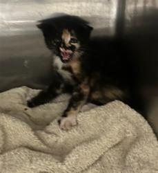 Shelter Stray Unknown Cat last seen , 14409 Vanowen St, Van Nuys, CA 91405, USA