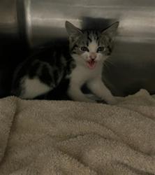 Shelter Stray Unknown Cat last seen , 14409 Vanowen St, Van Nuys, CA 91405, USA