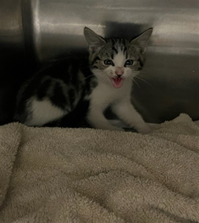 Shelter Stray Unknown Cat last seen , 14409 Vanowen St, Van Nuys, CA 91405, USA