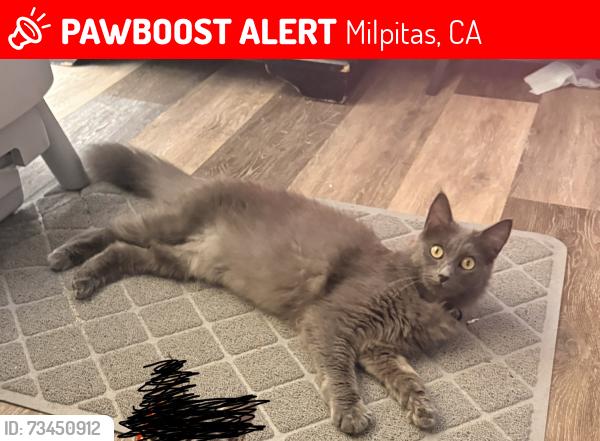 Lost Female Cat last seen Dempsey Rd and Shirley Dr, Milpitas, CA 95035