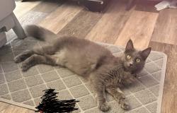 Lost Female Cat last seen Dempsey Rd and Shirley Dr, Milpitas, CA 95035