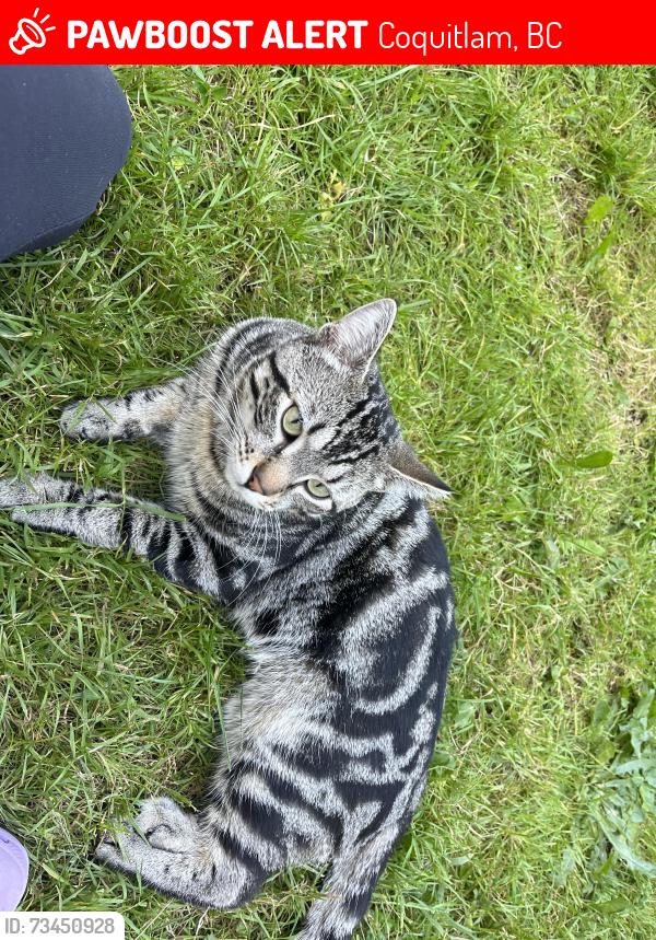 Lost Male Cat last seen Westwood street, Coquitlam, BC 