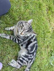 Lost Male Cat last seen Westwood street, Coquitlam, BC 