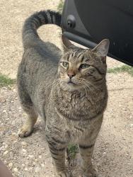 Lost Male Cat last seen Akard and Leland, Shreveport, LA 71105