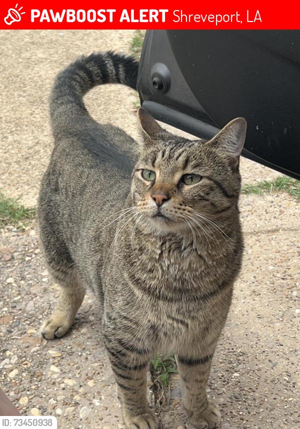Lost Male Cat last seen Akard and Leland, Shreveport, LA 71105