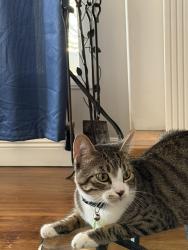 Lost Male Cat last seen Myrtle and watt Ave, North Highlands, CA 95841