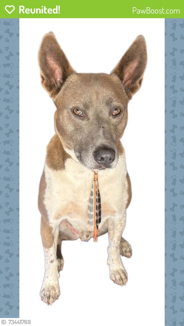Reunited Male Dog last seen Montiel truck trail, Jamul, CA 91935