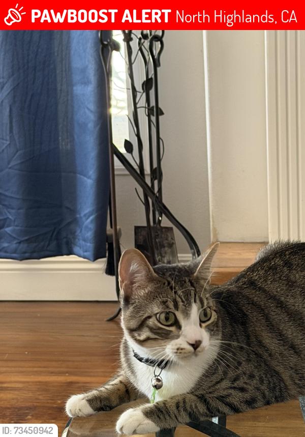Lost Male Cat last seen Myrtle and watt Ave, North Highlands, CA 95841