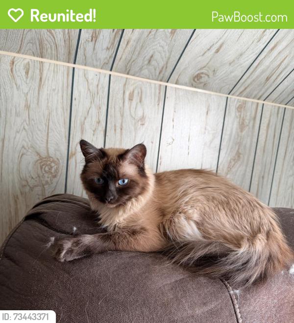 Reunited Female Cat last seen gibson st and pine st, Lowell, MA 01851
