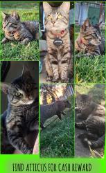 Lost Male Cat last seen Near s state street, Provo, UT 84606