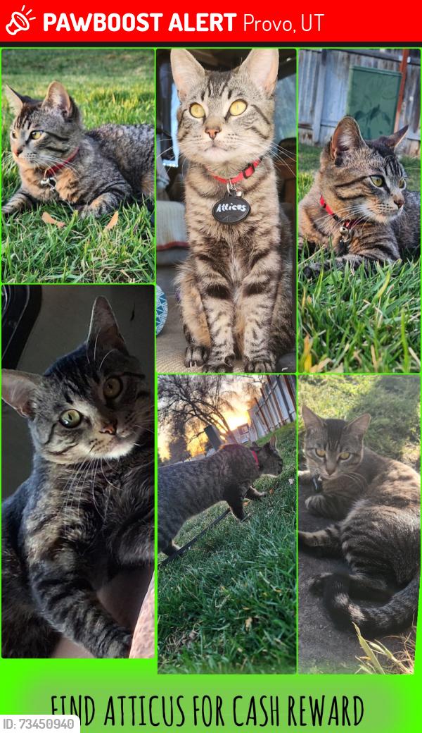 Lost Male Cat last seen Near s state street, Provo, UT 84606