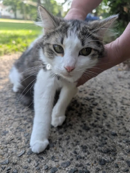 Reunited Female Cat last seen Kirk Rd and Margaret Ave., Durham, Durham, NC 27705