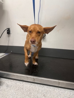 Shelter Stray Male Dog last seen Near Hegenberger Rd 203, Oakland, CA, 1101 29th Ave, Oakland, CA 94601, USA