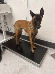 Shelter Stray Female Dog last seen Near Hegenberger Rd 203, Oakland, CA, 1101 29th Ave, Oakland, CA 94601, USA