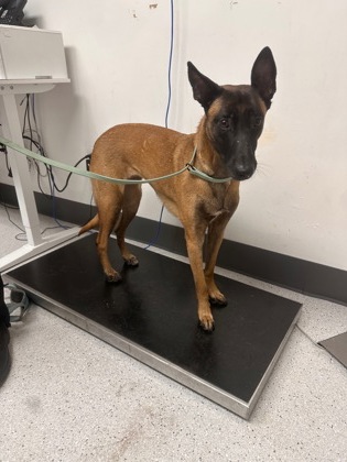 Shelter Stray Female Dog last seen Near Hegenberger Rd 203, Oakland, CA, 1101 29th Ave, Oakland, CA 94601, USA