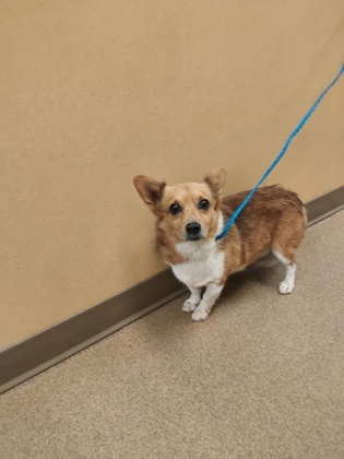 Shelter Stray Male Dog last seen Near sunset ridge cir, Cedar Hill, TX, 1150 E Pleasant Run Rd, Cedar Hill, TX 75104, USA