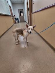 Shelter Stray Female Dog last seen Near sunset ridge cir, Cedar Hill, TX, 1150 E Pleasant Run Rd, Cedar Hill, TX 75104, USA