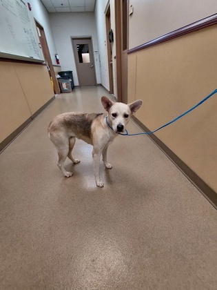 Shelter Stray Female Dog last seen Near sunset ridge cir, Cedar Hill, TX, 1150 E Pleasant Run Rd, Cedar Hill, TX 75104, USA