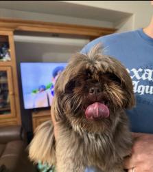 Found/Stray Male Dog last seen Antique Rose and Gallery Dtive, Riverbank, CA 95367