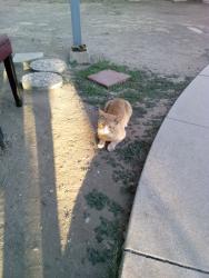 Found/Stray Unknown Cat last seen Penn is in Back Area of Apts, Whittier, CA 90602