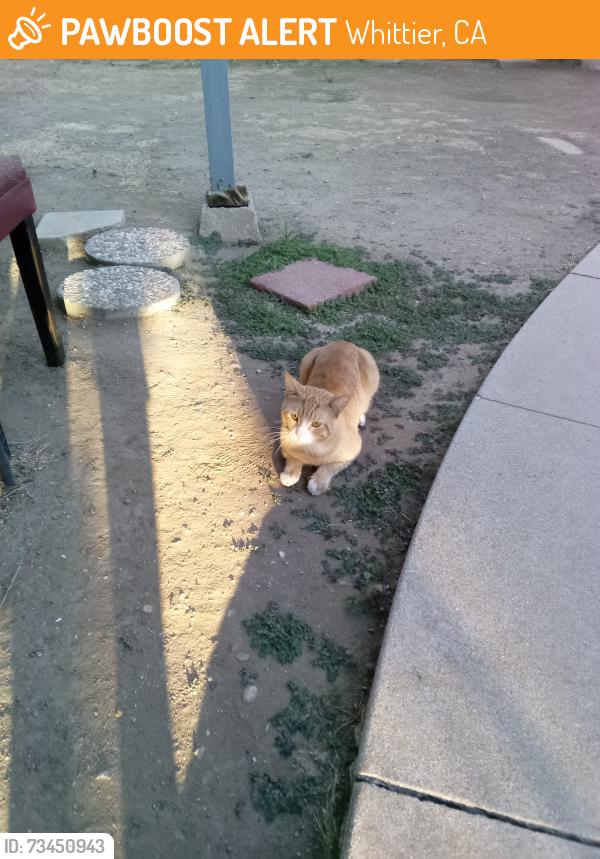 Found/Stray Unknown Cat last seen Penn is in Back Area of Apts, Whittier, CA 90602