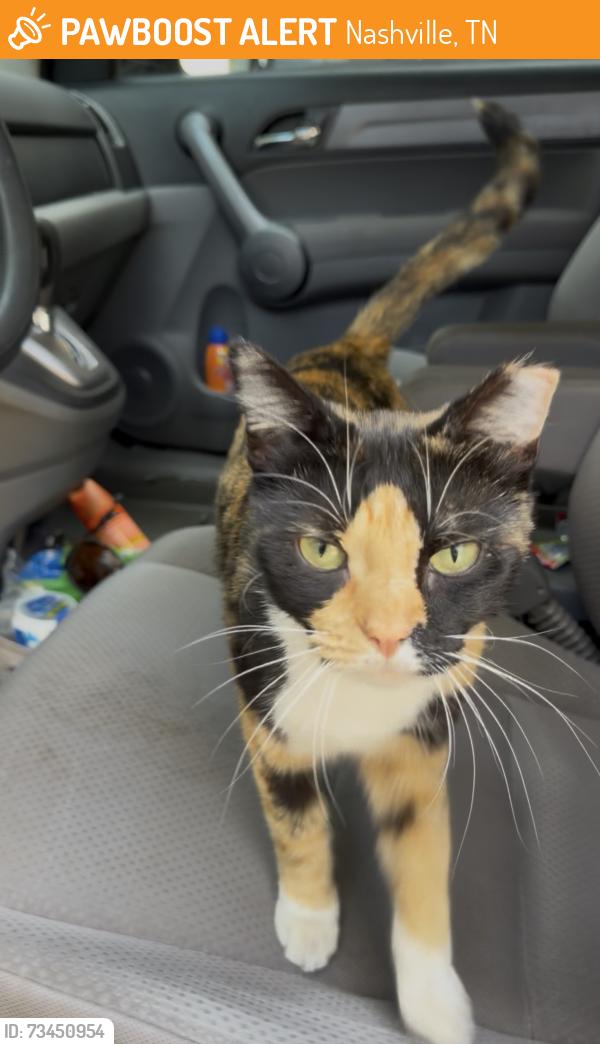 Found/Stray Unknown Cat last seen Tampa Drive and Richbriar Circle, Nashville, TN 37211