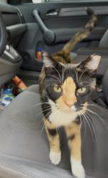Found/Stray Unknown Cat last seen Tampa Drive and Richbriar Circle, Nashville, TN 37211