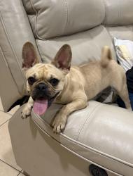 Found/Stray Female Dog last seen S L st near Valencia event center, McAllen, TX 78501