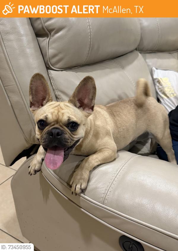 Found/Stray Female Dog last seen S L st near Valencia event center, McAllen, TX 78501