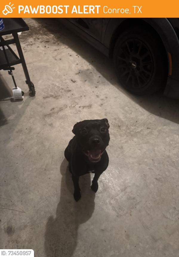 Found/Stray Female Dog last seen timberland country rd & old hwy 105, Conroe, TX 77304