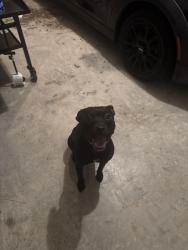 Found/Stray Female Dog last seen timberland country rd & old hwy 105, Conroe, TX 77304