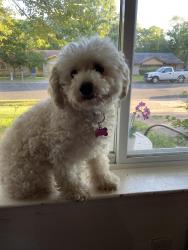 Reunited Female Dog last seen Longspur and Oriole, Austin, TX 78753