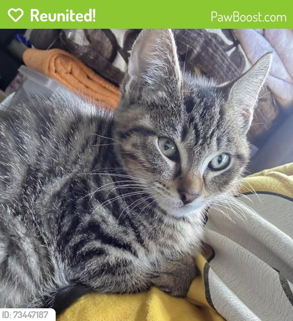 Reunited Male Cat last seen Wythenshawe area, Wythenshawe, England 