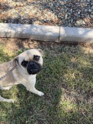 Found/Stray Male Dog last seen 79th Ave and Camelback Road, Glendale, AZ 85303
