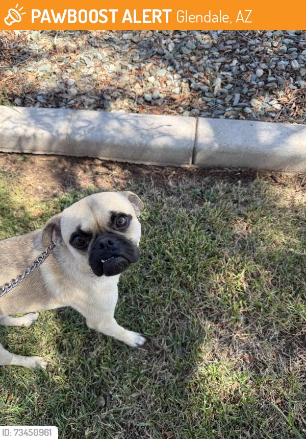 Found/Stray Male Dog last seen 79th Ave and Camelback Road, Glendale, AZ 85303