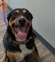 Shelter Stray Male Dog last seen Not Provided., San Diego, CA, 92110, 5500 Gaines St, San Diego, CA 92110, USA
