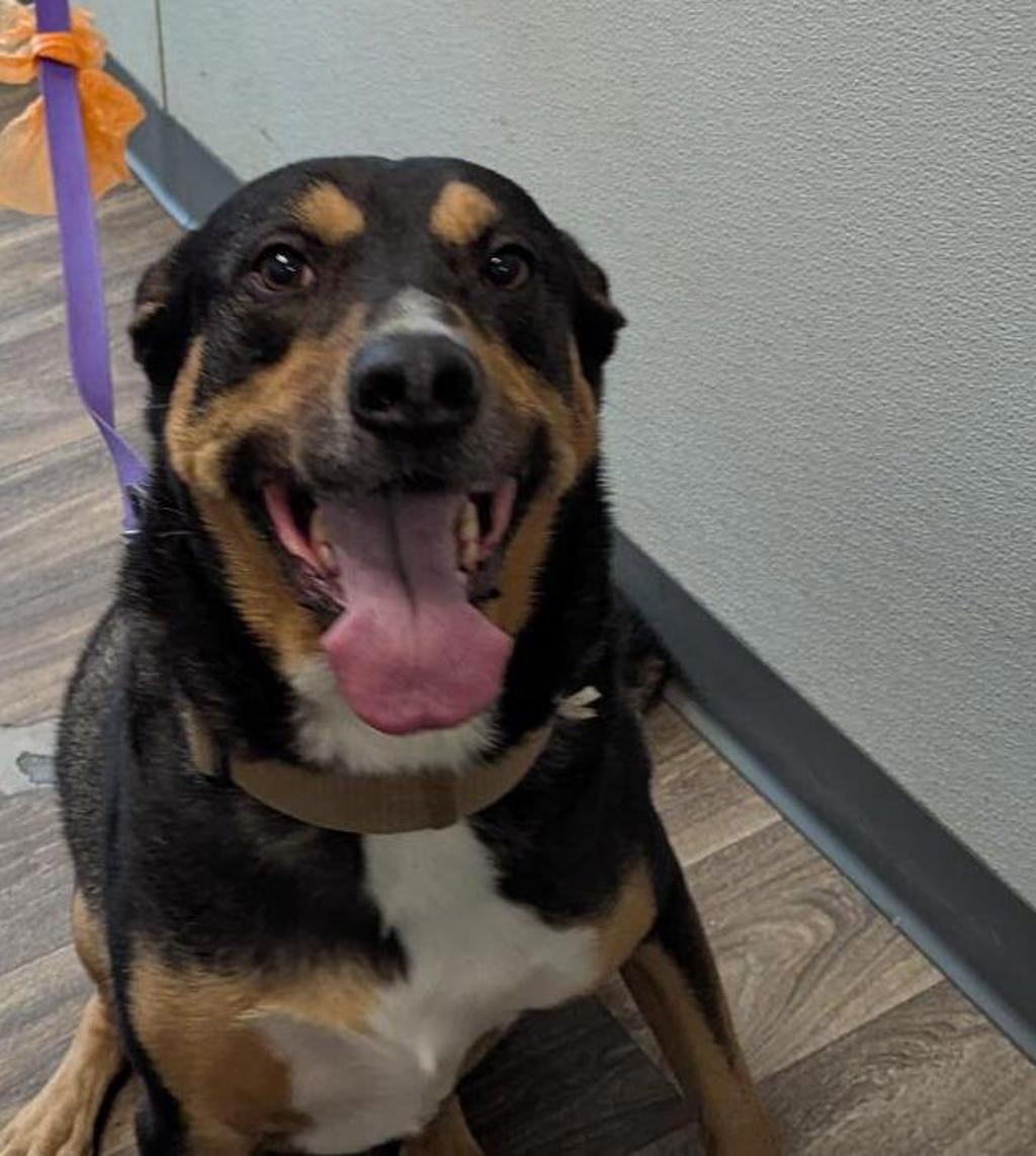 Shelter Stray Male Dog last seen Not Provided., San Diego, CA, 92110, 5500 Gaines St, San Diego, CA 92110, USA