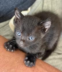 Shelter Stray Female Cat last seen Near Wilshire Road, Oceanside, CA, 92057, Oceanside, CA 92058, USA