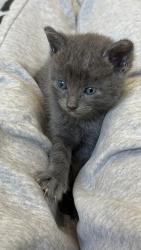 Shelter Stray Female Cat last seen Near Wilshire Road, Oceanside, CA, 92057, Oceanside, CA 92058, USA