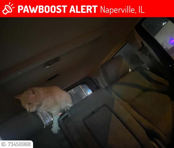 Lost Male Cat last seen Vet emergency at Naperville, Naperville, IL 60540