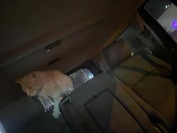Lost Male Cat last seen Vet emergency at Naperville, Naperville, IL 60540