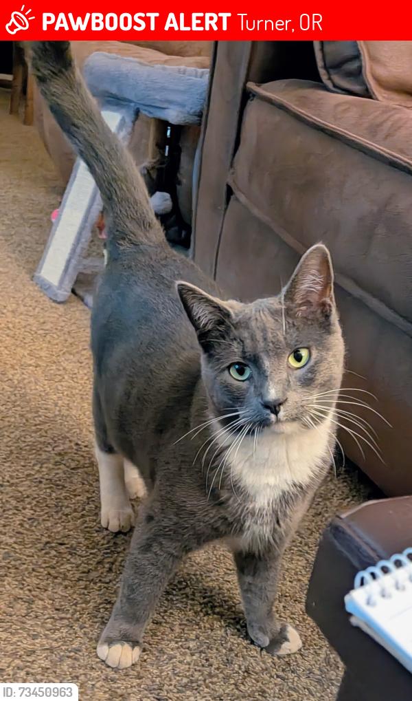 Lost Male Cat last seen Valley View, Turner, OR 97392
