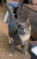 Lost Male Cat last seen Valley View, Turner, OR 97392