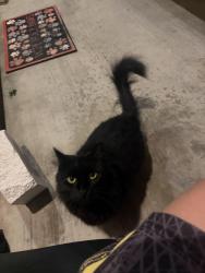 Found/Stray Unknown Cat last seen 49th & redwood dr., Topeka, KS 66618