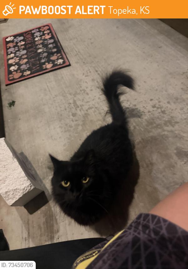Found/Stray Unknown Cat last seen 49th & redwood dr., Topeka, KS 66618
