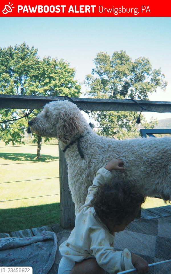 Lost Male Dog last seen Near and River Rd, Orwigsburg, PA 17961
