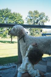 Lost Male Dog last seen Near and River Rd, Orwigsburg, PA 17961
